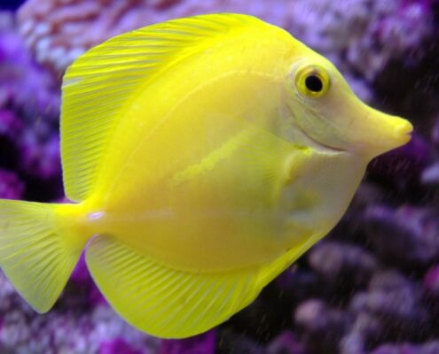 Yellow Tang