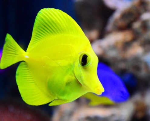 Yellow Tang