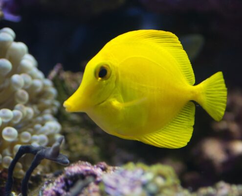 Yellow Tang