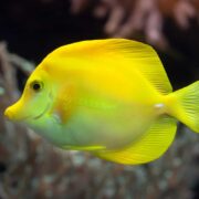 Yellow Tang