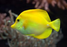 Yellow Tang