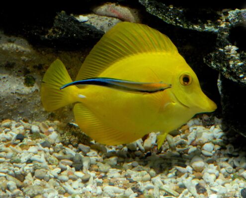 Yellow Tang
