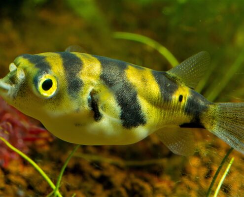 Yeşil Benekli Balon Balığı (Puffer)