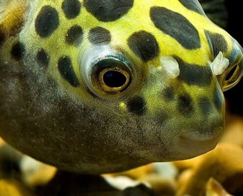 Yeşil Benekli Balon Balığı (Puffer)