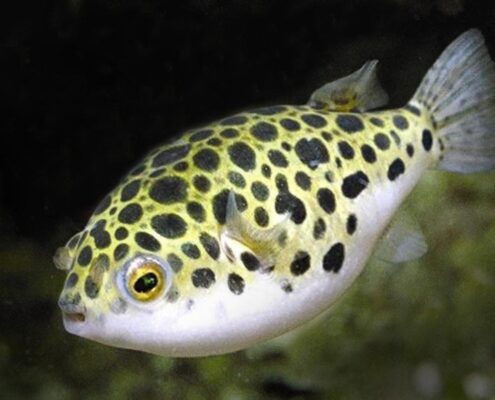Yeşil Benekli Balon Balığı (Puffer)