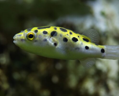 Yeşil Benekli Balon Balığı (Puffer)