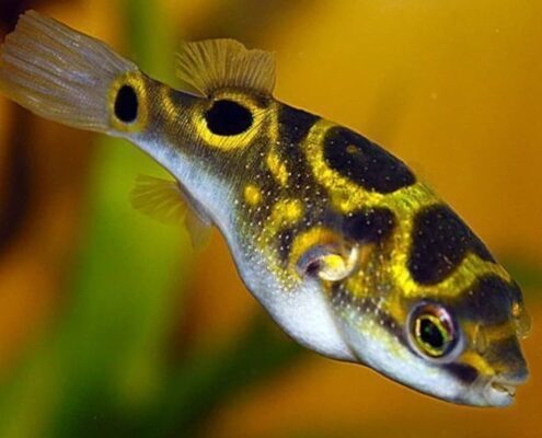 Yeşil Benekli Balon Balığı (Puffer)