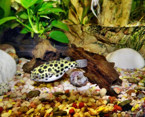 Yeşil Benekli Balon Balığı (Puffer)