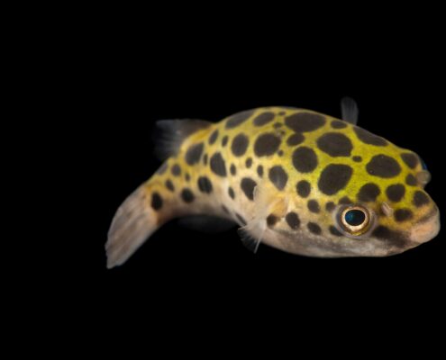 Yeşil Benekli Balon Balığı (Puffer)