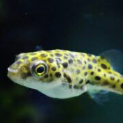 Yeşil Benekli Balon Balığı (Puffer) Yeşil Benekli Balon Balığı (Puffer)