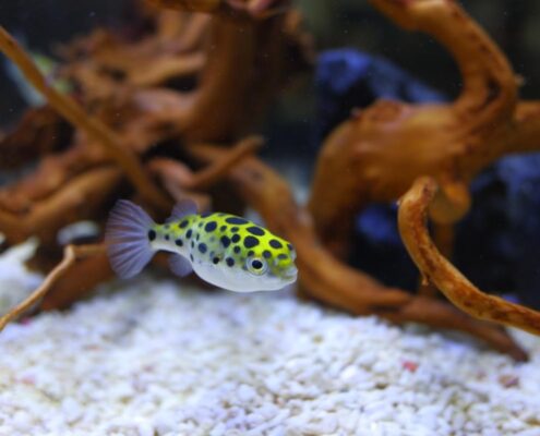 Yeşil Benekli Balon Balığı (Puffer)