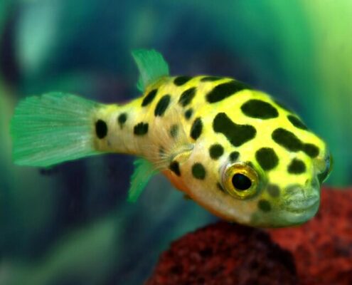 Yeşil Benekli Balon Balığı (Puffer)