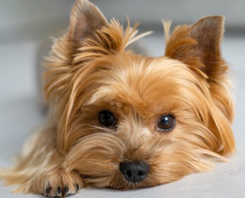 Büyümeyen Köpek Irkları ve Genel Özellikleri