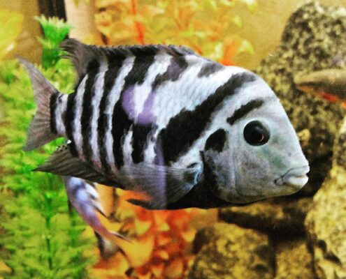 Zebra Cichlid