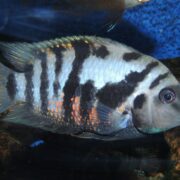 Zebra Cichlid Zebra Cichlid