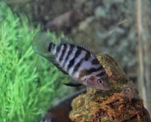 Zebra Cichlid