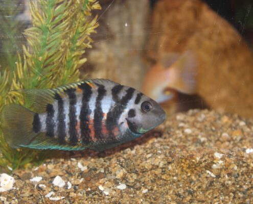 Zebra Cichlid
