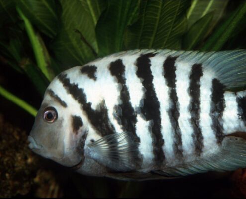 Zebra Cichlid