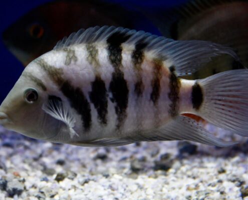 Zebra Cichlid