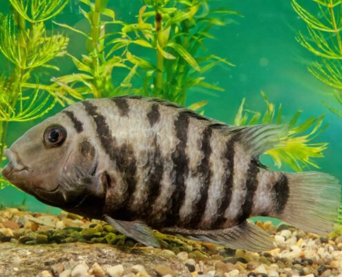 Zebra Cichlid