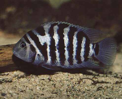 Zebra Cichlid