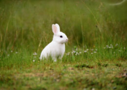 Adım Adım Tavşan Tuvalet Eğitimi