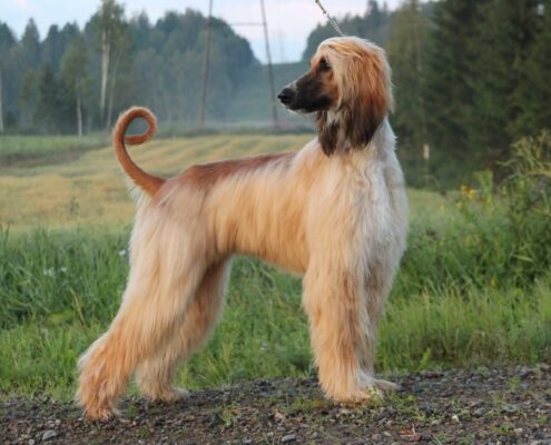 Uzun Kulaklı Köpekler - Afgan Tazısı