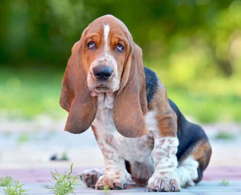 Uzun Kulaklı Köpekler - Basset Hound