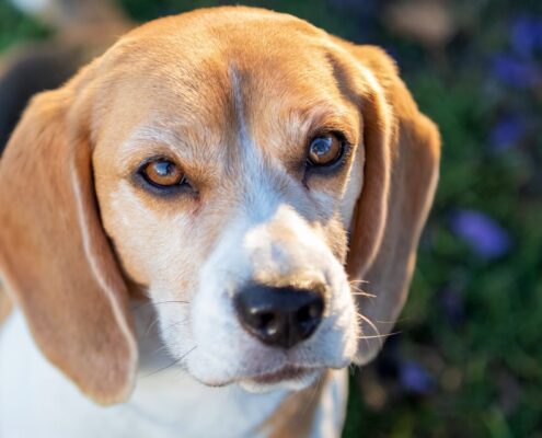 Uzun Kulaklı Köpekler - Beagle