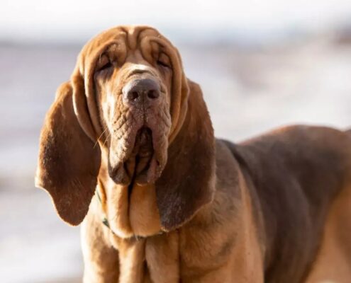 Uzun Kulaklı Köpekler - Bloodhound