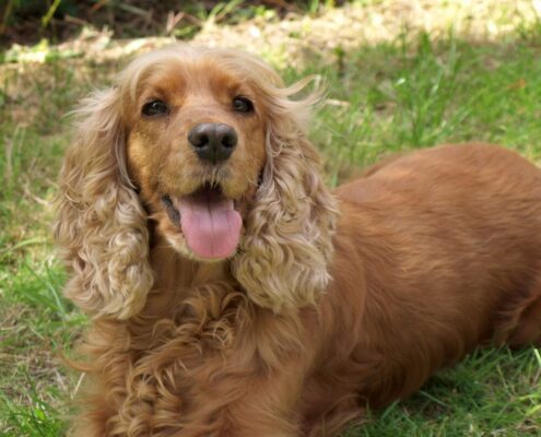 Uzun Kulaklı Köpekler - Cocker Spaniel