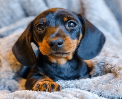 Uzun Kulaklı Köpekler - Dachshund