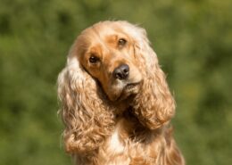 Uzun Kulaklı Köpekler ve Genel Özellikleri