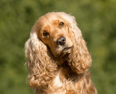 Uzun Kulaklı Köpekler ve Genel Özellikleri